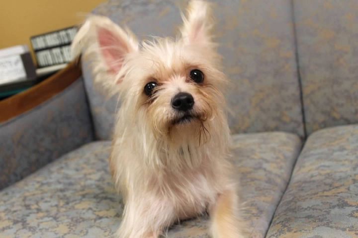 Scruffy, an adoptable Terrier Mix in Pierre, SD_image-1