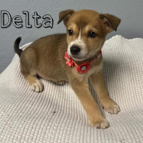 Delta