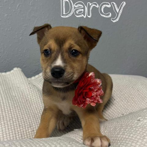 Darcy