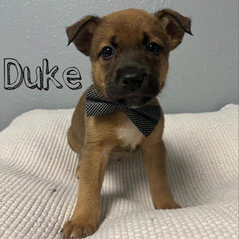 Duke