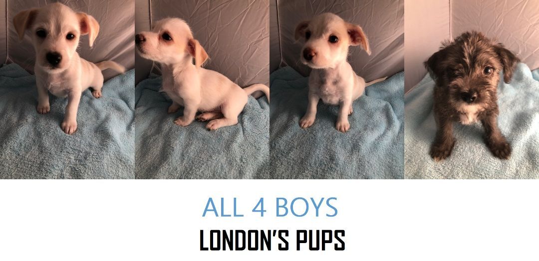 LONDON PUPS