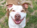 RAMSEY's profile on Petfinder.com