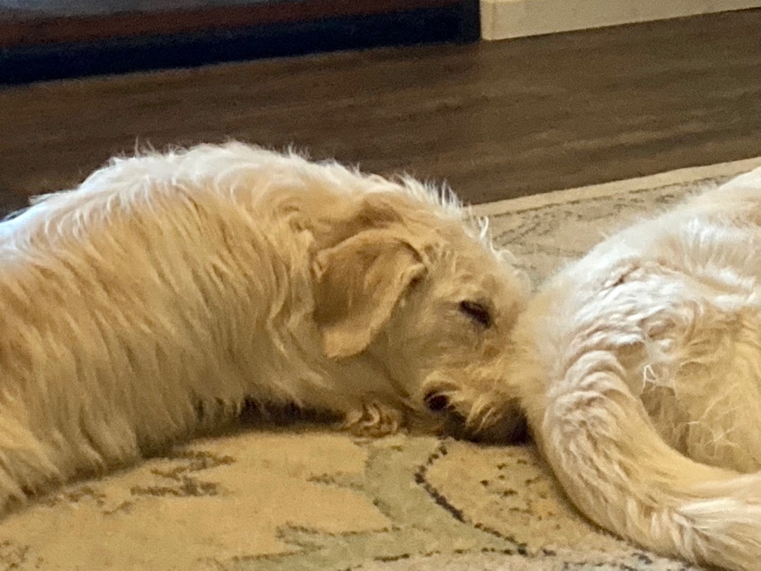 Mabel, an adoptable Poodle in Ontario, NY, 14519 | Photo Image 3