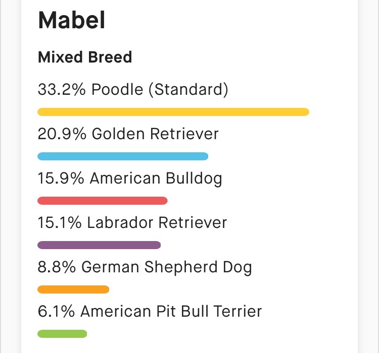 Mabel, an adoptable Poodle in Ontario, NY, 14519 | Photo Image 6