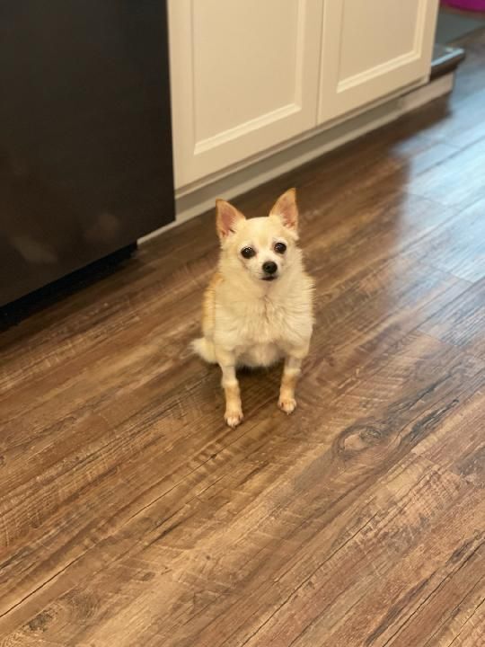 Chloe 1