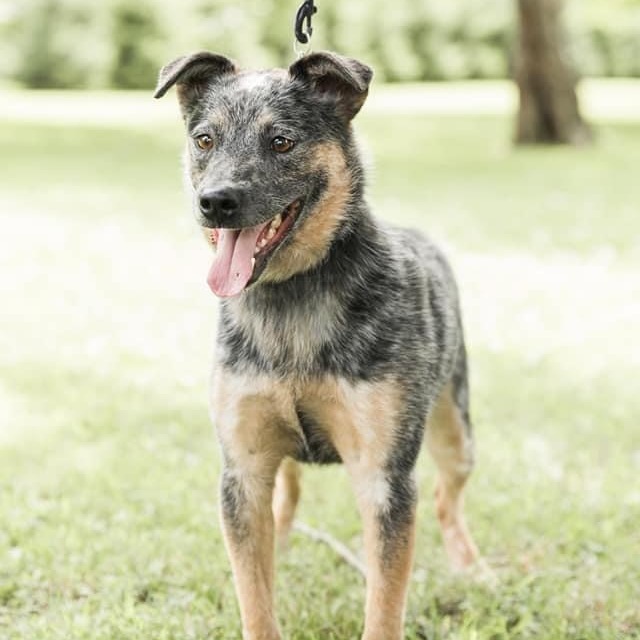 Archie (Blue Heeler)