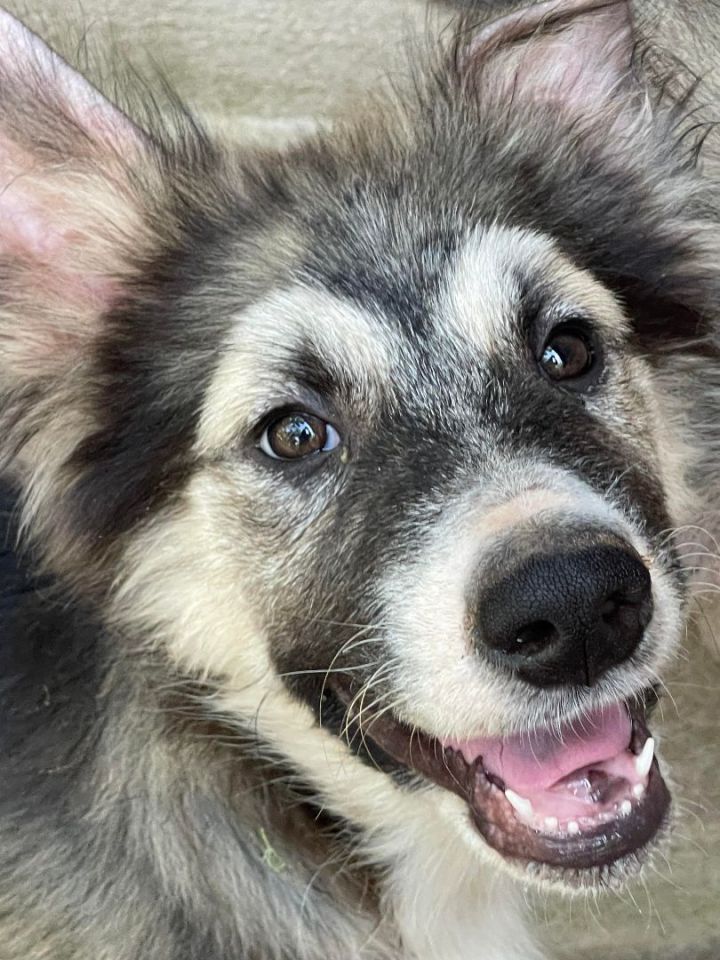 Yog-E, an adopted German Shepherd Dog & Husky Mix in Kiowa, OK_image-1