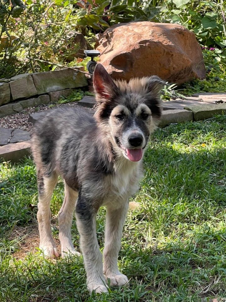 Yog-E, an adopted German Shepherd Dog & Husky Mix in Kiowa, OK_image-4