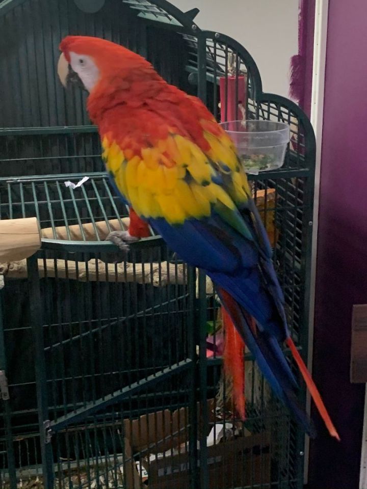 Rose, an adoptable Macaw in Salt Lake City, UT_image-2