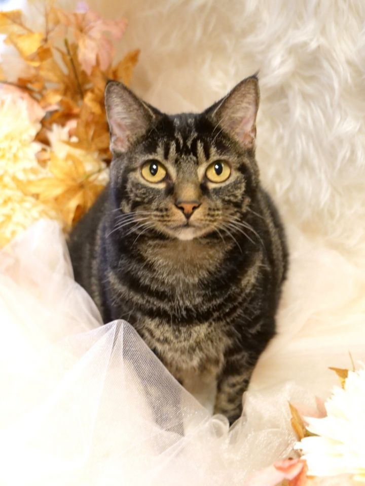 SUSIE, an adoptable Domestic Short Hair in Wintersville, OH_image-1