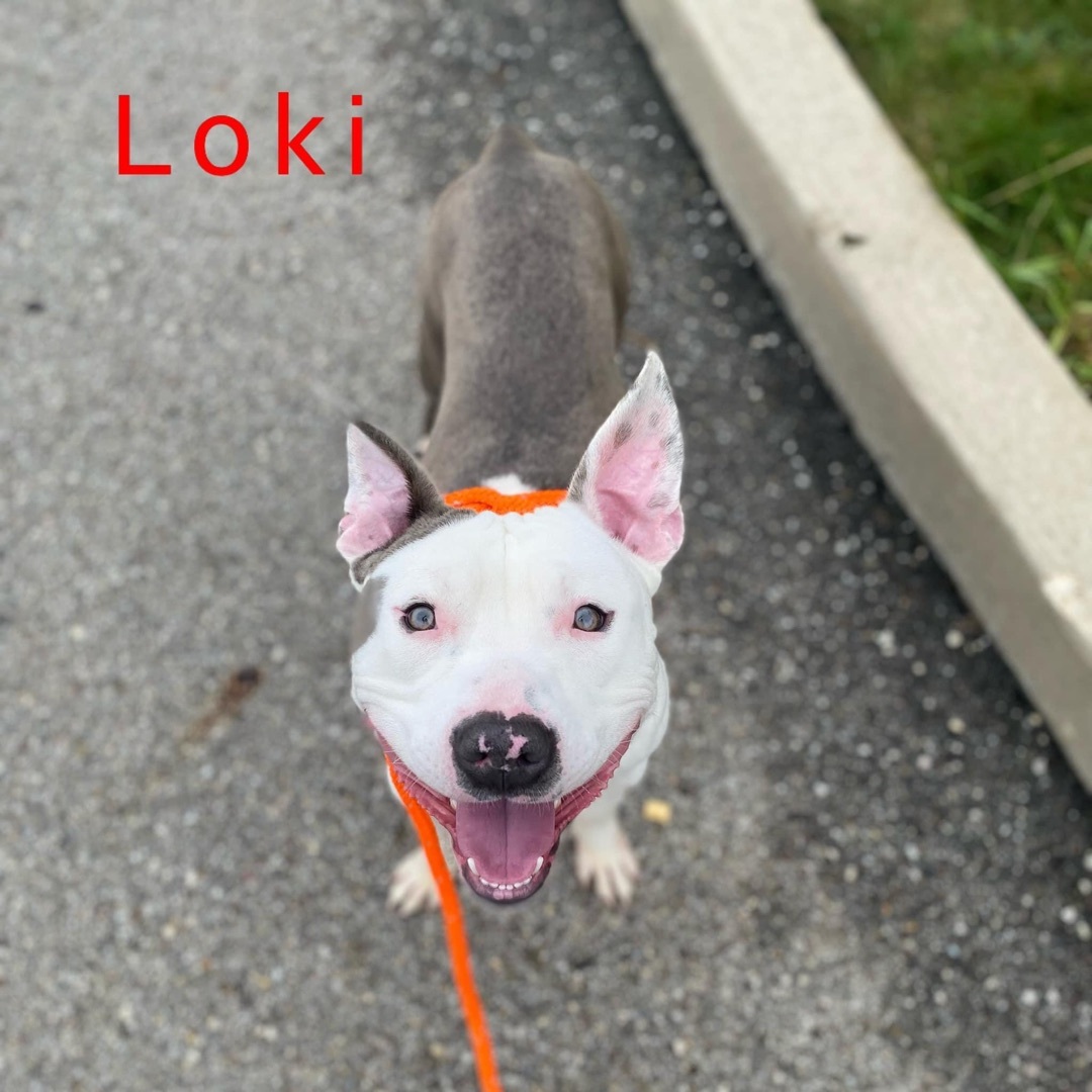 Loki