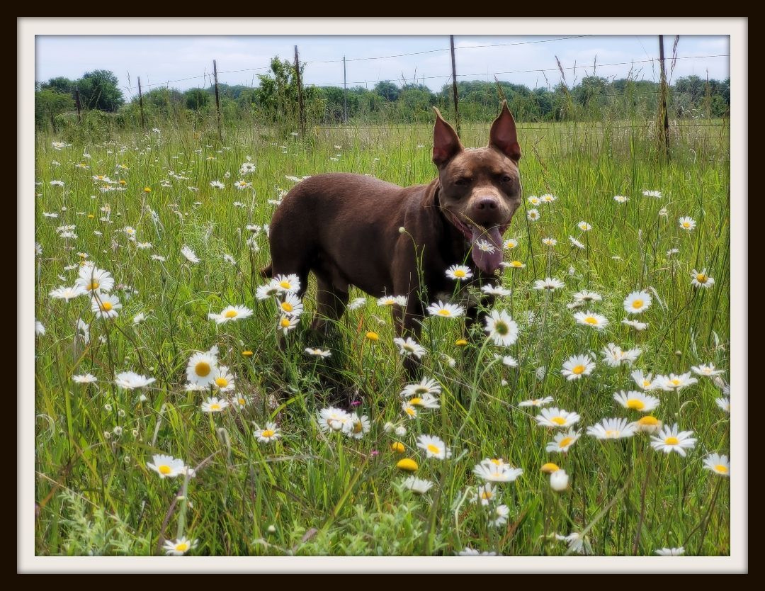 Cane, an adoptable Pit Bull Terrier, Doberman Pinscher in Auburn, KS, 66402 | Photo Image 2