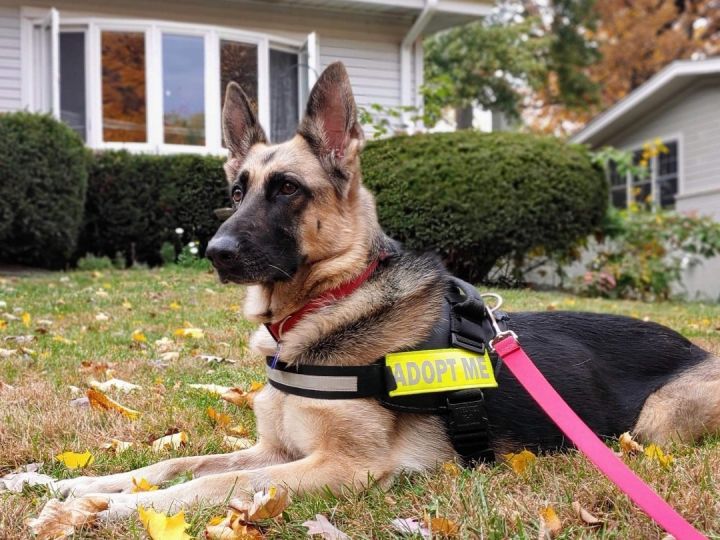 Maze, an adoptable German Shepherd Dog in Chicago, IL_image-2