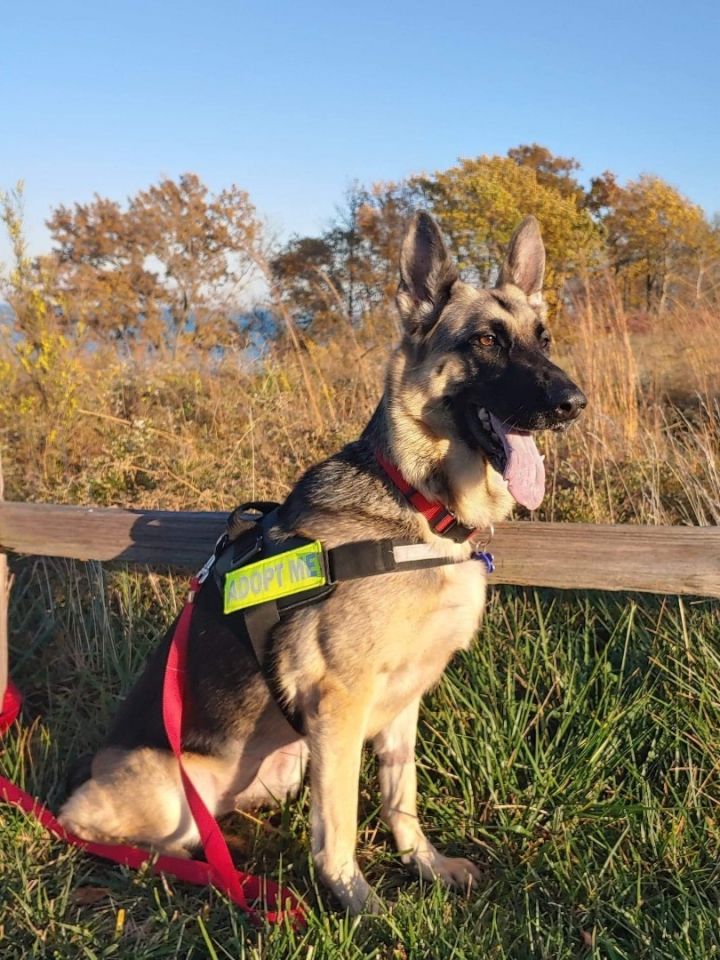 Maze, an adoptable German Shepherd Dog in Chicago, IL_image-5