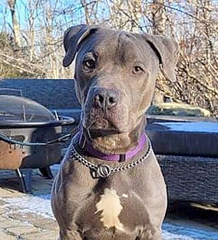 Yugi, an adoptable Pit Bull Terrier in Canterbury, CT, 06331 | Photo Image 1