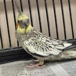 Mae C Jemison, Senior Female Cockatiel