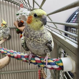 Rosalind Franklin, Senior Female Cockatiel