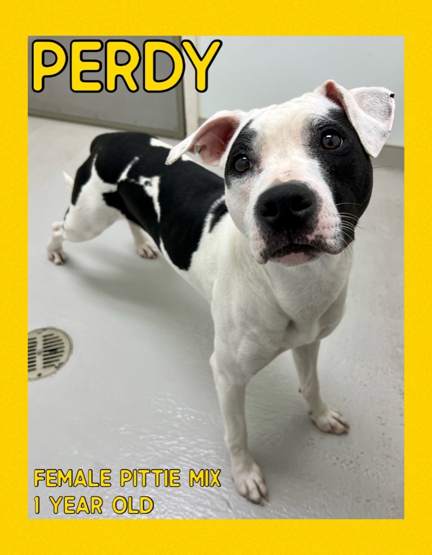 Perdy