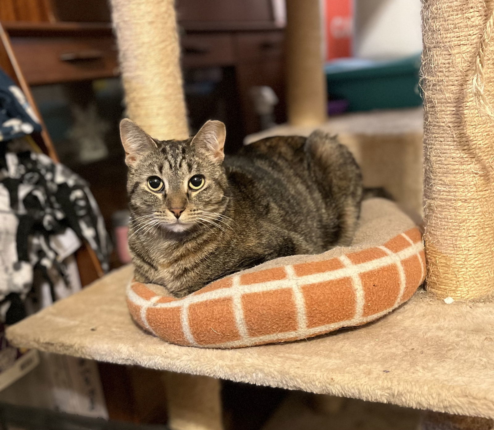 Asha, an adoptable Tortoiseshell in Clinton, MI, 49236 | Photo Image 2