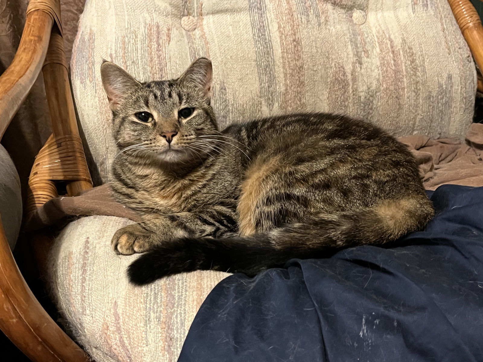 Asha, an adoptable Tortoiseshell in Clinton, MI, 49236 | Photo Image 3