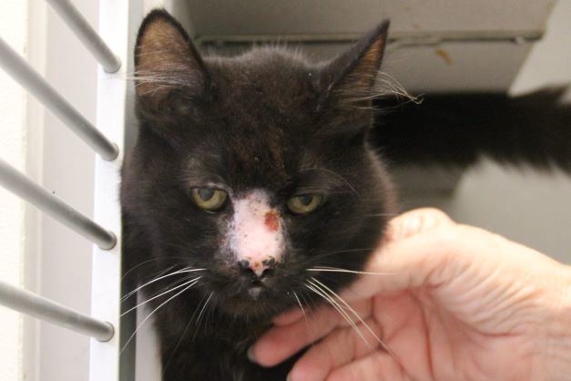 PICKLE*, an adoptable Domestic Medium Hair in Tucson, AZ, 85745 | Photo Image 1