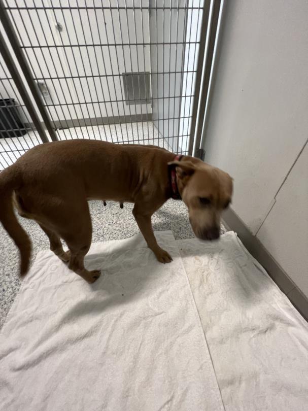 CHELSEA, an adoptable Labrador Retriever, Pit Bull Terrier in Brunswick, GA, 31525 | Photo Image 2