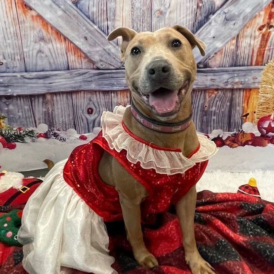 CHELSEA, an adoptable Labrador Retriever, Pit Bull Terrier in Brunswick, GA, 31525 | Photo Image 4