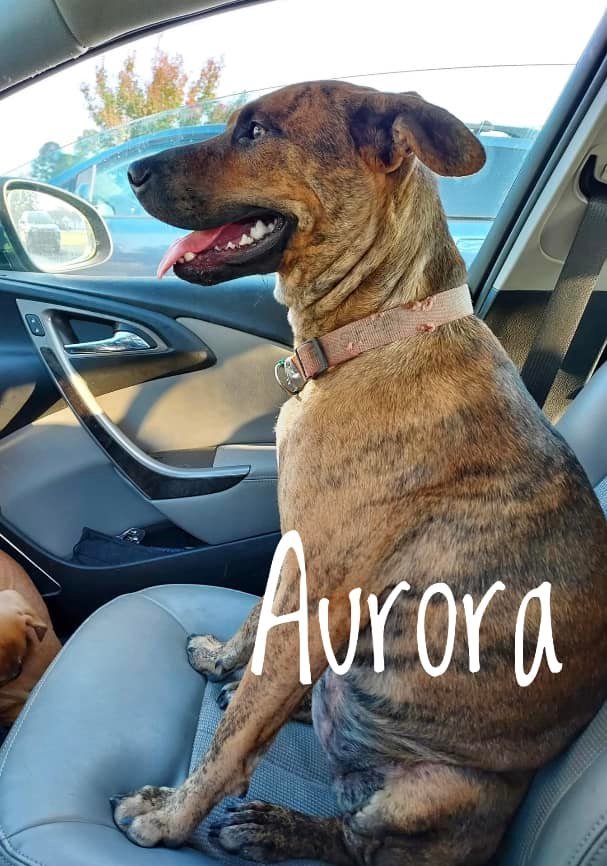 Aurora, an adoptable Plott Hound Mix in Rockville, MD_image-1