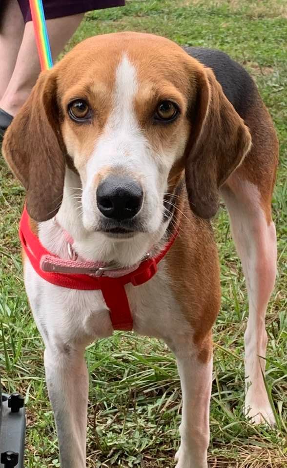 Baby, an adoptable Hound Mix in Rockville, MD_image-1