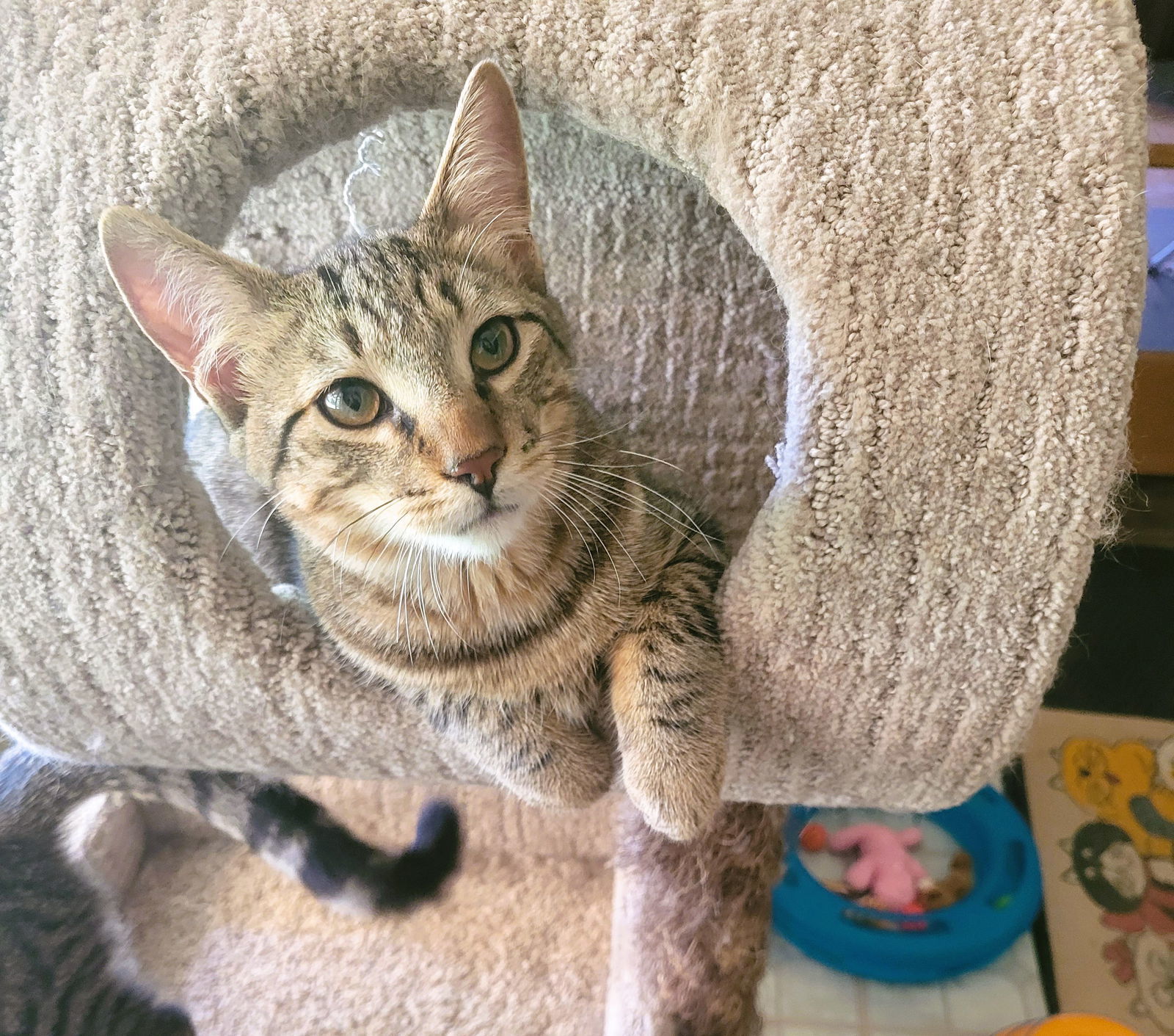 C211 litter Joey, an adoptable Domestic Short Hair, Tabby in Livonia, MI, 48152 | Photo Image 1
