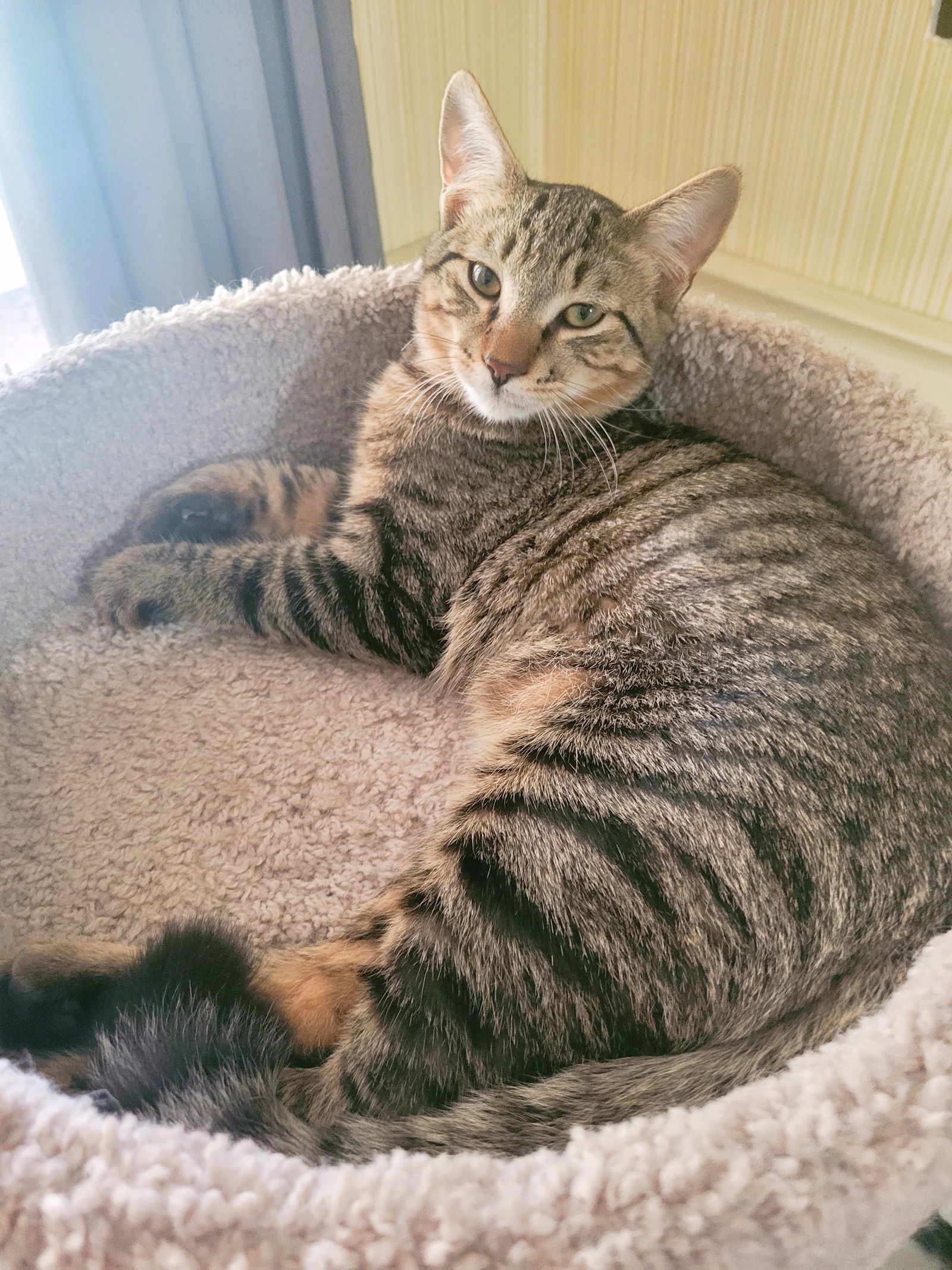 C211 litter Joey, an adoptable Domestic Short Hair, Tabby in Livonia, MI, 48152 | Photo Image 2