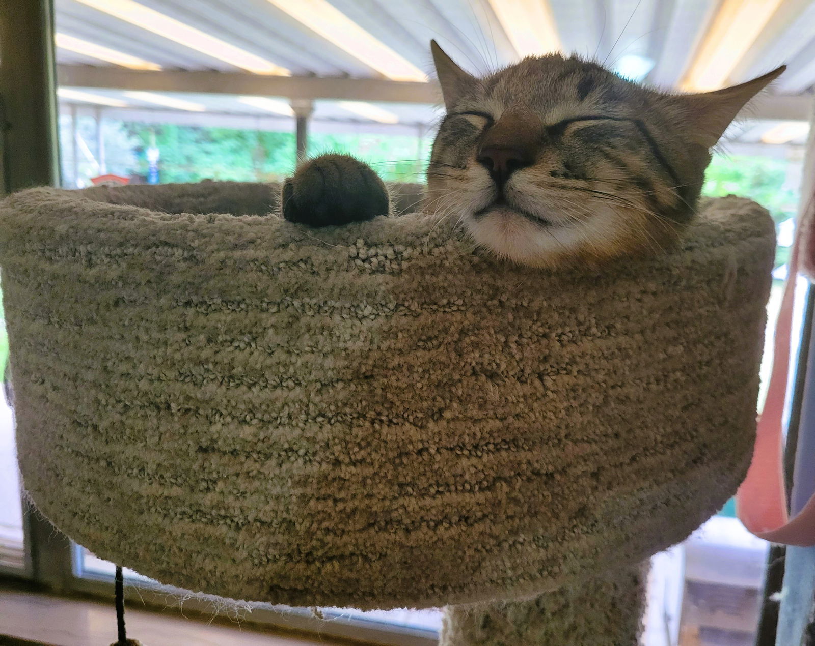 C211 litter Joey, an adoptable Domestic Short Hair, Tabby in Livonia, MI, 48152 | Photo Image 3