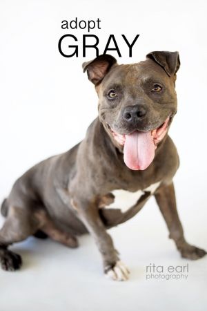 Gray *Courtesy Post* Pit Bull Terrier Dog