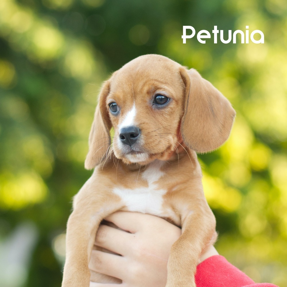 Petunia Mac - adoption pending