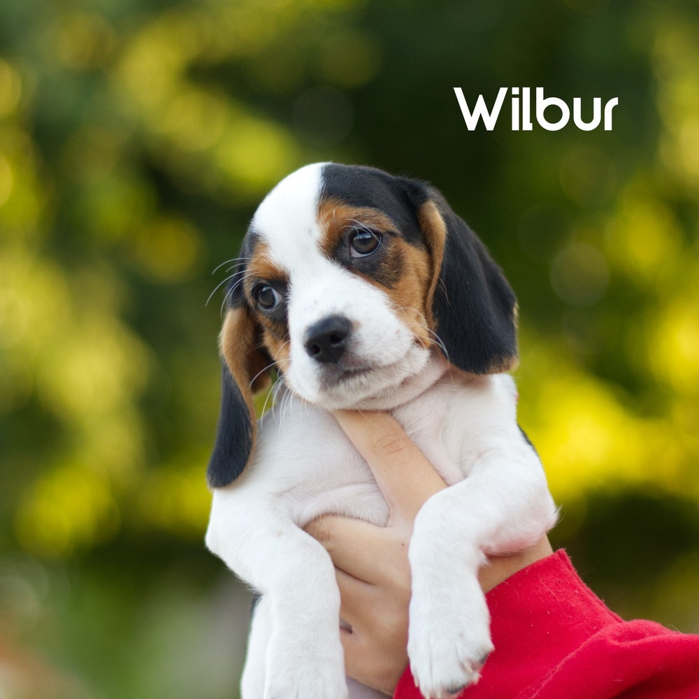 Wilbur Mac - adoption pending