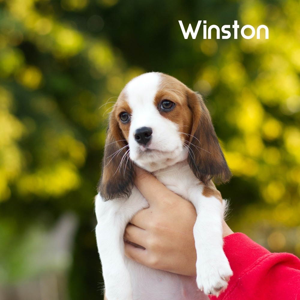 Winston Mac - adoption pending