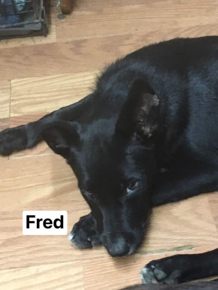 Fred