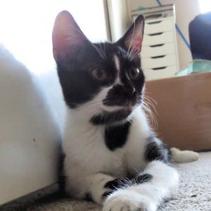 6 month old male DSH cat rescued from the McFarland area Sometimes nervous abou