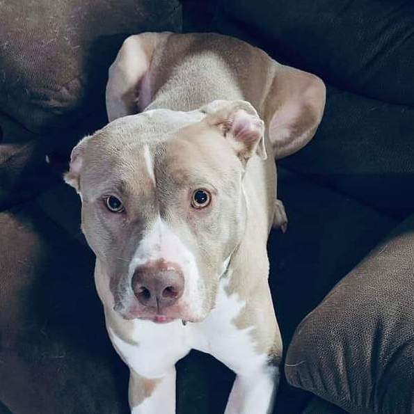 Blonde blue 2024 nose pitbull