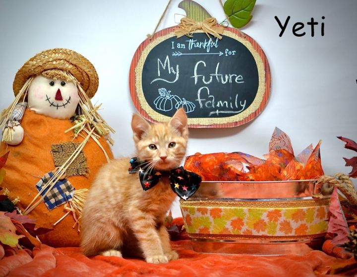 Yeti, an adopted Domestic Medium Hair in Sevierville, TN_image-1