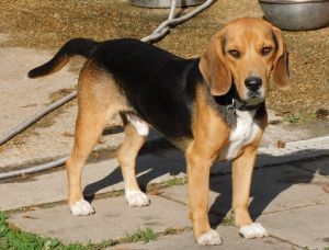 beagle bloodhound mix puppies