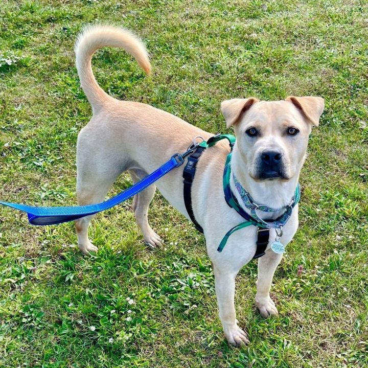 Tex, an adoptable Yellow Labrador Retriever in Bethel, CT_image-3