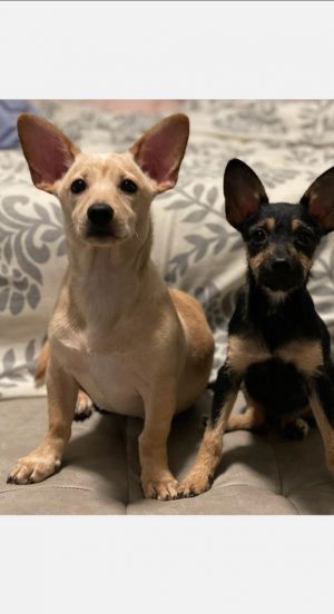 craigslist bloomington illinois pets