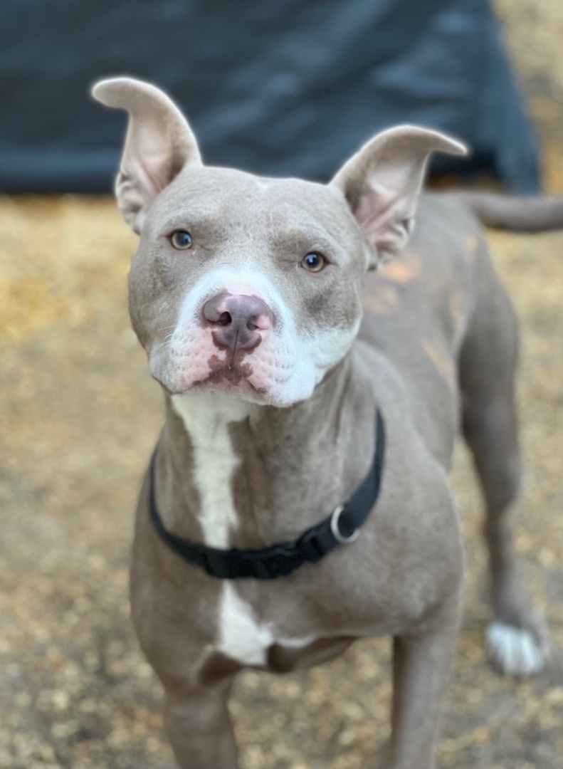 Adam, an adoptable American Staffordshire Terrier in Trinity, NC, 27370 | Photo Image 6