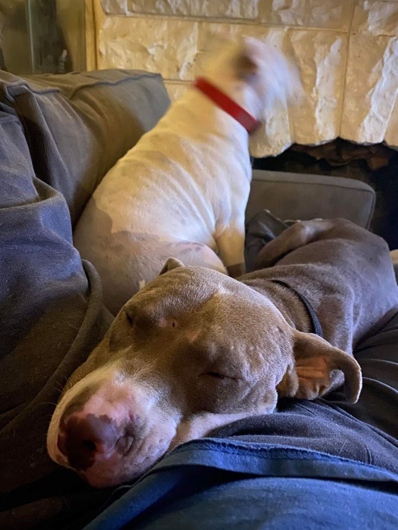 Adam, an adoptable American Staffordshire Terrier in Trinity, NC, 27370 | Photo Image 7