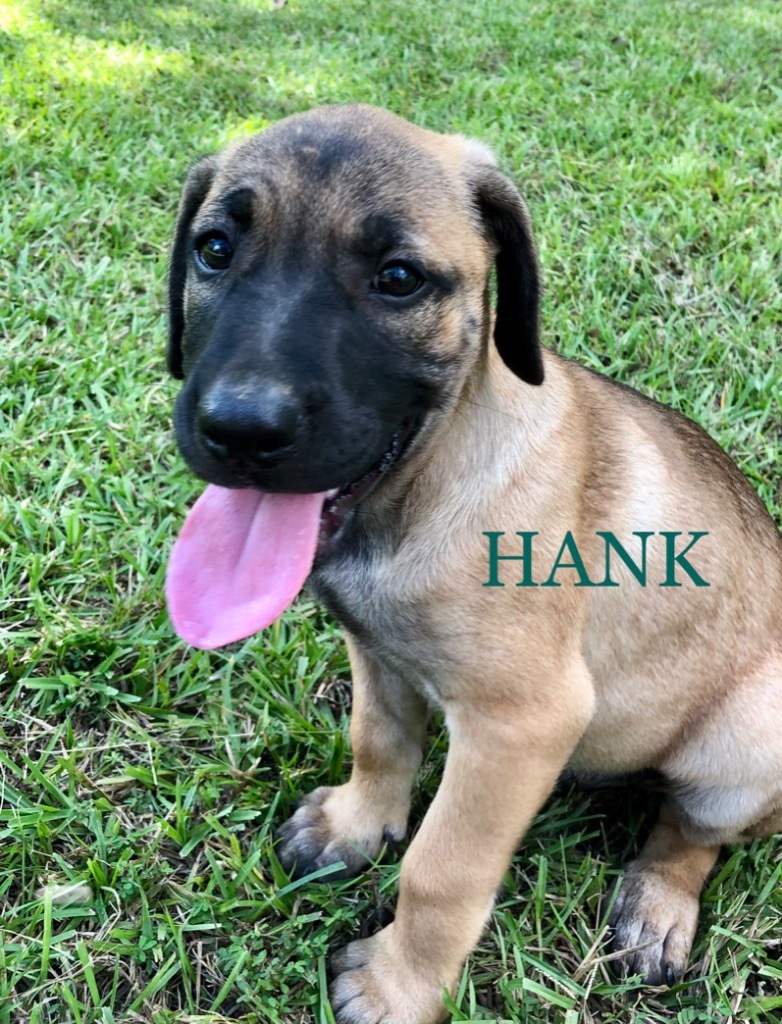 Hank