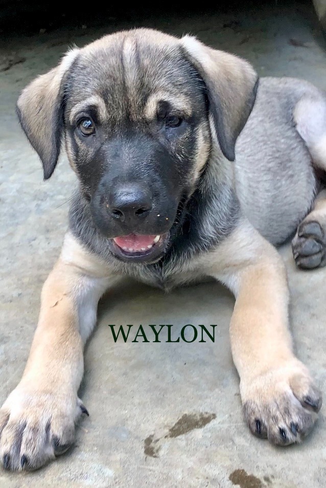 Waylon (2)