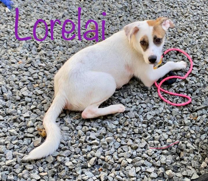 Lorelai , an adopted Labrador Retriever Mix in Bethel, CT_image-2