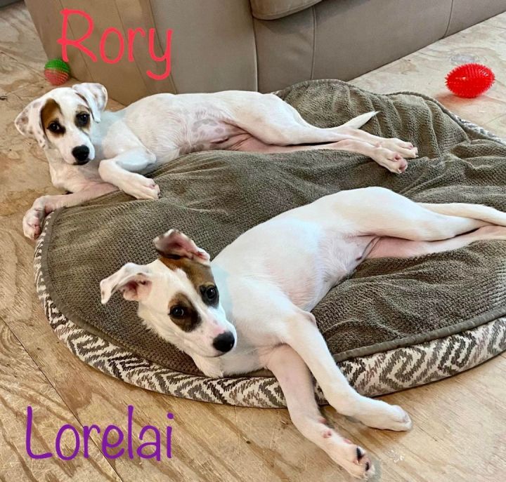 Lorelai , an adopted Labrador Retriever Mix in Bethel, CT_image-6