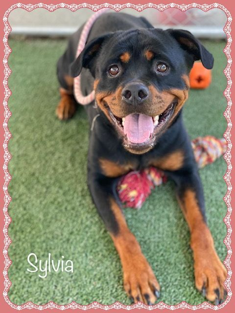SYLVIA , an adopted Rottweiler in Marietta, GA_image-1